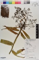 登錄號:S201263藏品圖，第1張