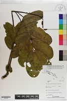 登錄號:S201265藏品圖，第1張