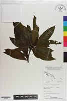 登錄號:S201266藏品圖，第1張