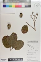 登錄號:S201270藏品圖，第1張