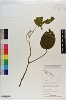 登錄號:S201271藏品圖，第1張