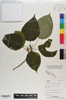 登錄號:S201272藏品圖，第1張