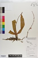 登錄號:S201273藏品圖，第1張