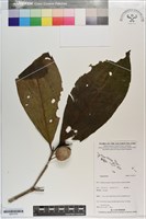 登錄號:S201275藏品圖，第1張