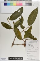 登錄號:S201276藏品圖，第1張