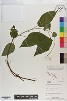 登錄號:S201280藏品圖，第1張