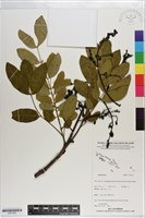 登錄號:S201283藏品圖，第1張