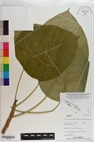 登錄號:S201284藏品圖，第1張