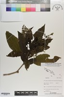 登錄號:S201285藏品圖，第1張