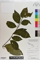 登錄號:S201288藏品圖，第1張