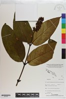 登錄號:S201289藏品圖，第1張