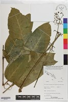 登錄號:S201291藏品圖，第1張