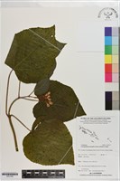 龍船花藏品圖，第1張