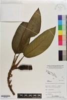 登錄號:S201296藏品圖，第1張