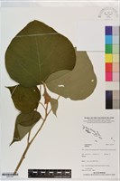 登錄號:S201297藏品圖，第1張