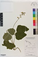 登錄號:S201298藏品圖，第1張