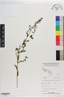 登錄號:S201299藏品圖，第1張