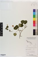 登錄號:S201300藏品圖，第1張