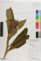 登錄號:S201301藏品圖，第1張