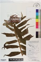 登錄號:S201302藏品圖，第1張