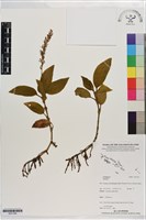 登錄號:S201306藏品圖，第1張