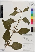 登錄號:S201308藏品圖，第1張