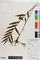 登錄號:S201310藏品圖，第1張