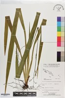 桔梗蘭藏品圖，第1張