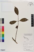 登錄號:S201315藏品圖，第1張