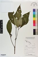 登錄號:S201316藏品圖，第1張