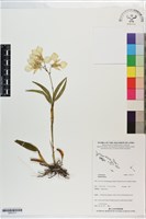 登錄號:S201317藏品圖，第1張