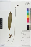 登錄號:S201319藏品圖，第1張