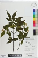 登錄號:S201321藏品圖，第1張