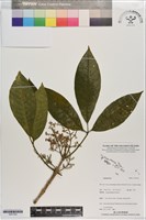 登錄號:S201322藏品圖，第1張