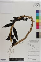 登錄號:S201323藏品圖，第1張