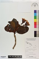 登錄號:S201325藏品圖，第1張