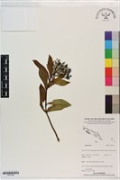 登錄號:S201326藏品圖，第1張