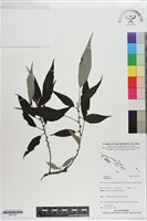 登錄號:S201327藏品圖，第1張