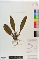 登錄號:S201330藏品圖，第1張