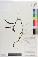 登錄號:S201332藏品圖，第1張