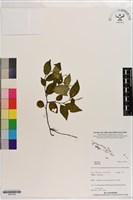 登錄號:S201334藏品圖，第1張