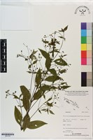 登錄號:S201335藏品圖，第1張