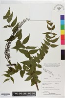 登錄號:S201337藏品圖，第1張