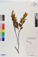 登錄號:S201338藏品圖，第1張