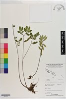 登錄號:S201339藏品圖，第1張