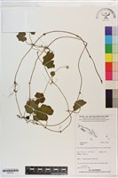 登錄號:S201341藏品圖，第1張