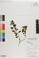 登錄號:S201342藏品圖，第1張