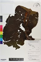 登錄號:S201343藏品圖，第1張