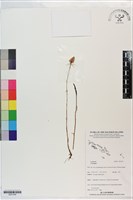 登錄號:S201344藏品圖，第1張