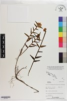 登錄號:S201346藏品圖，第1張